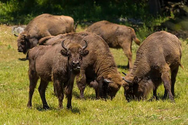Lee más sobre el artículo BISONTE PARK CONFIA EN WEBDREAMS PARA EL INICIO DE SU AVENTURA DIGITAL